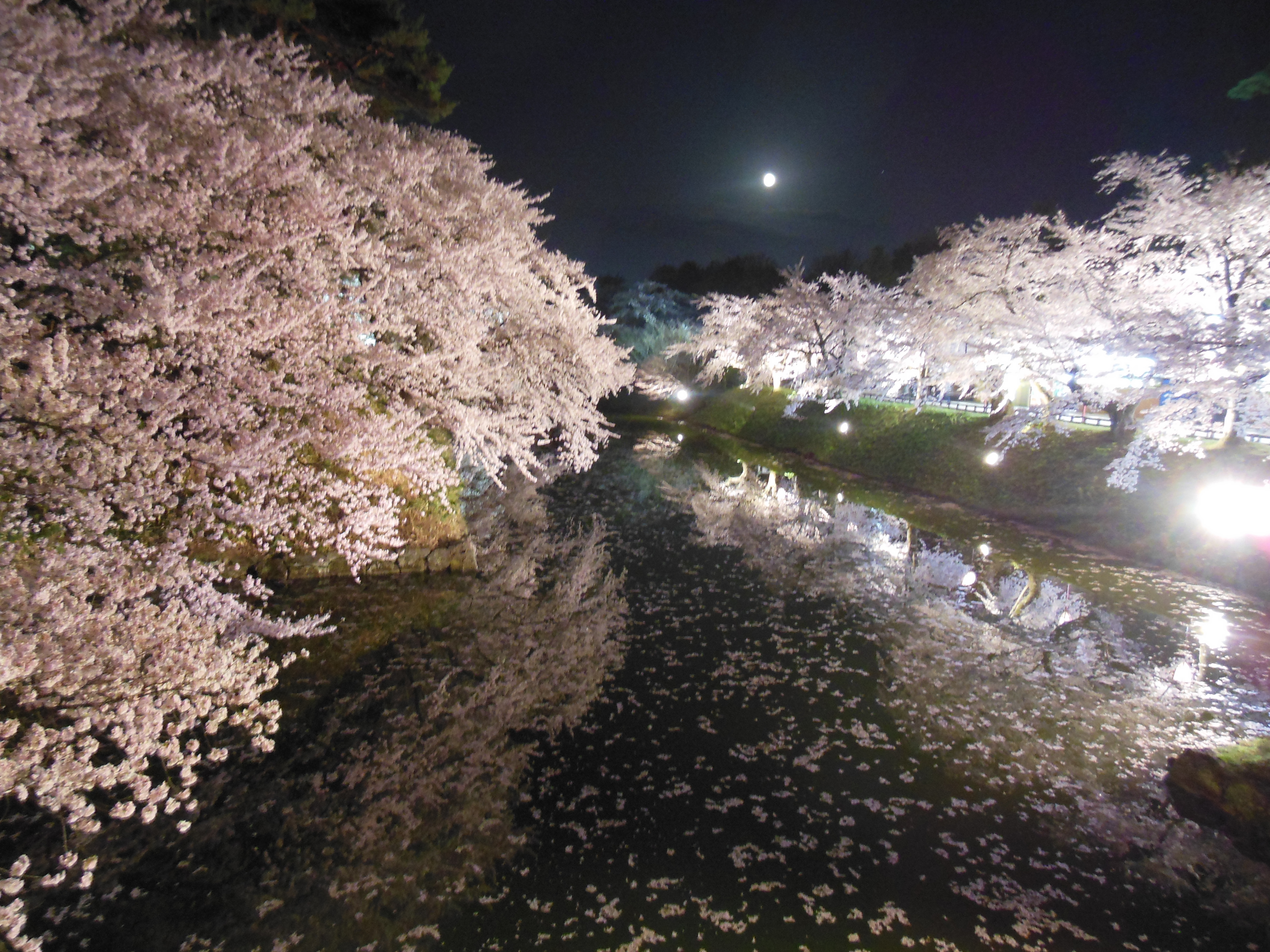 弘前公園の夜桜。